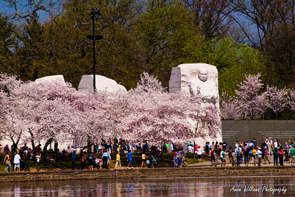 2013 Cherry Blossom Festival